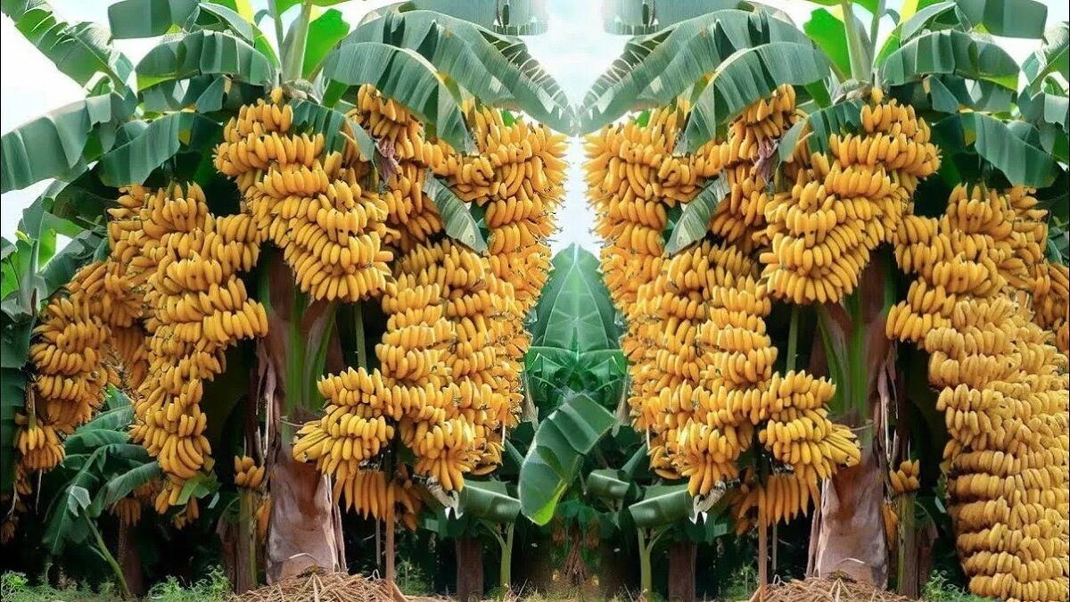 Как растёт банан