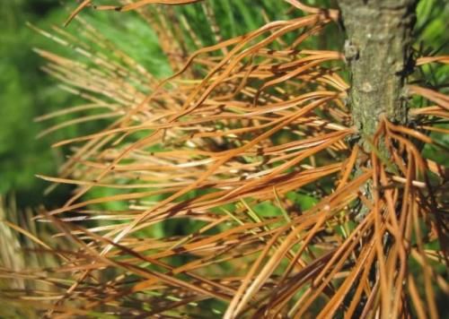 иголки сосны