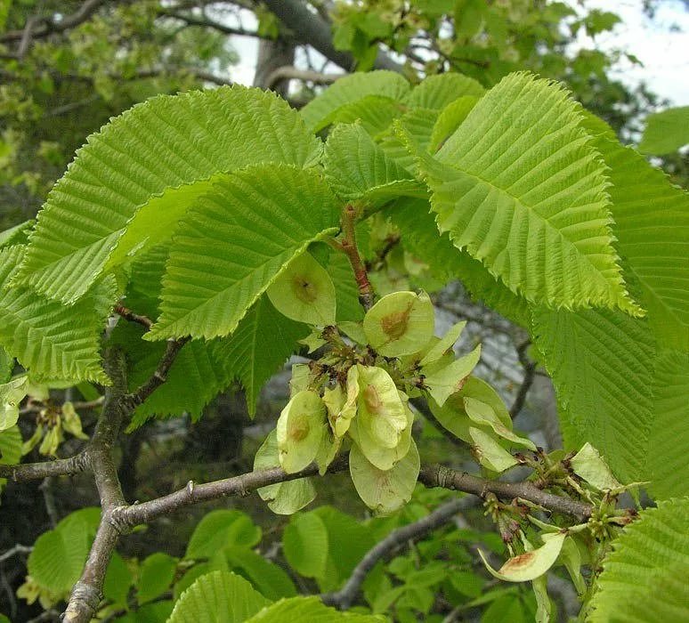 Карагач растет. Вяз шершавый (Ulmus glabra). Вяз Ильм карагач. Вяз Ильм карагач Берест. Вяз шершавый (Ильм) — Ulmus glabra.