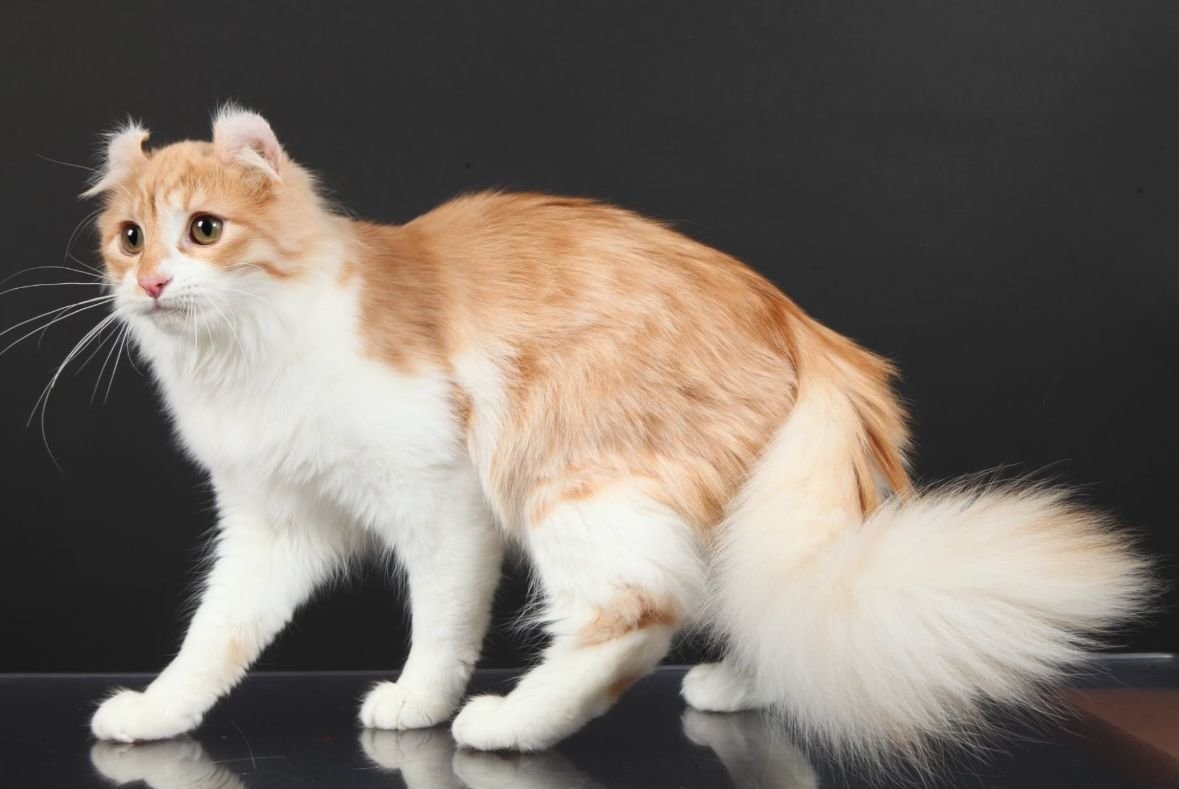 Американские Породы Кошек С Фотографиями