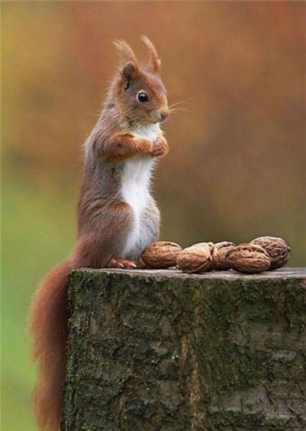 белки орехи