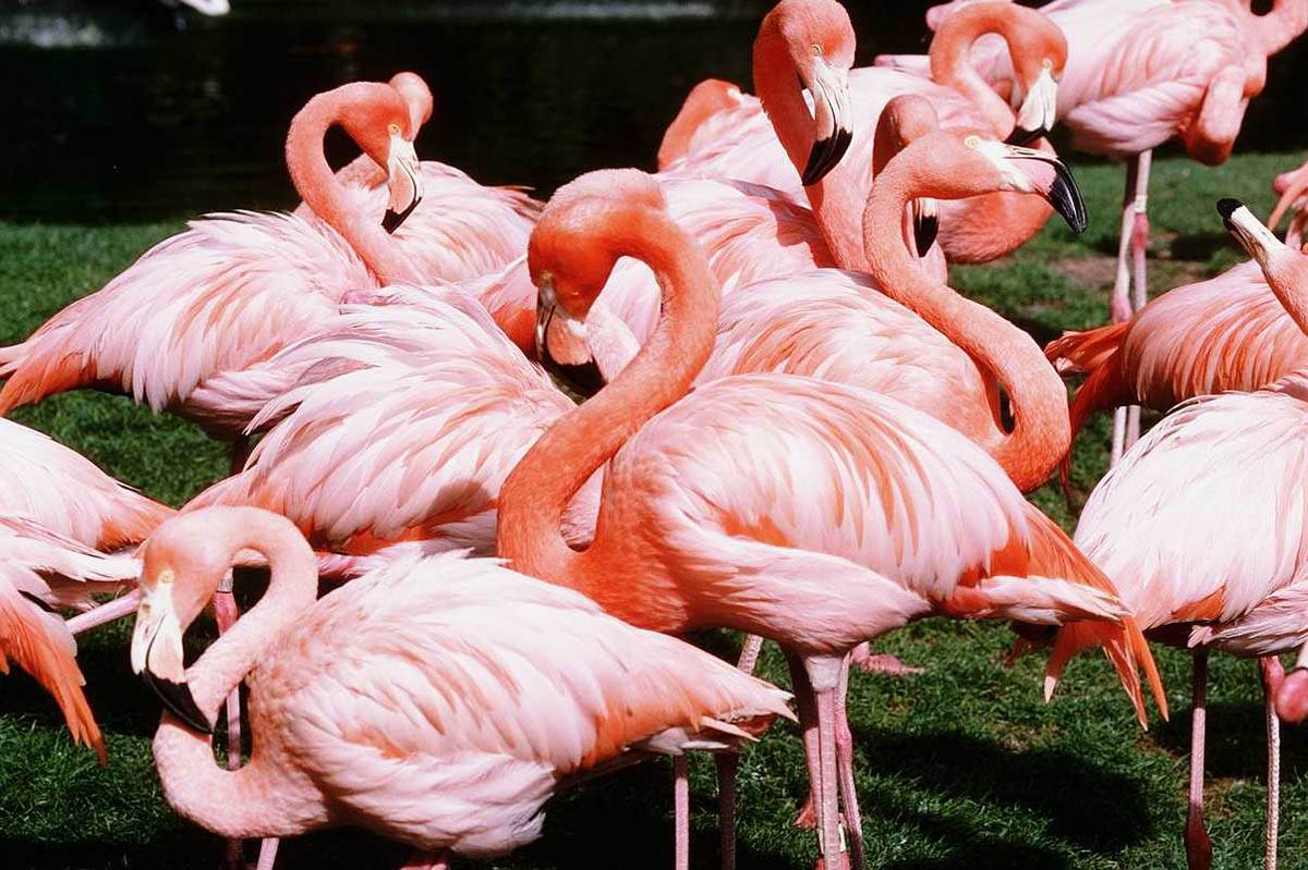 Фламинго картинка