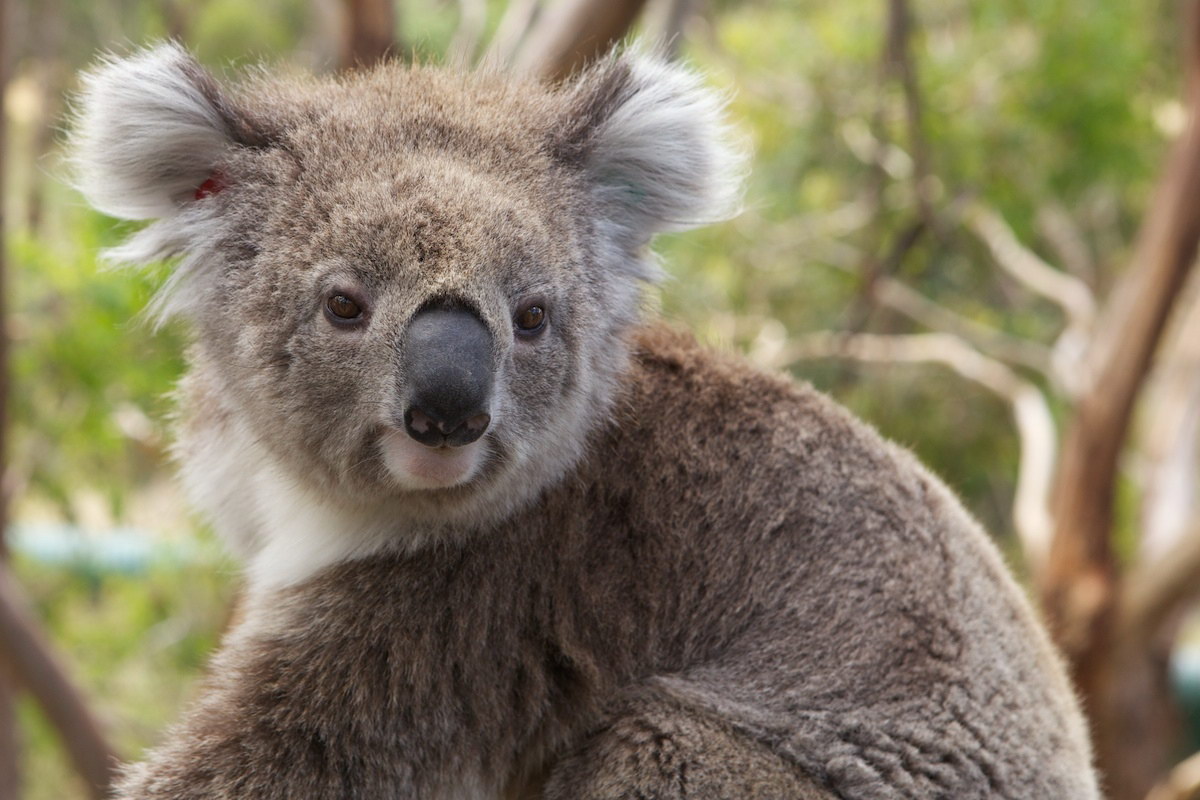 Коала