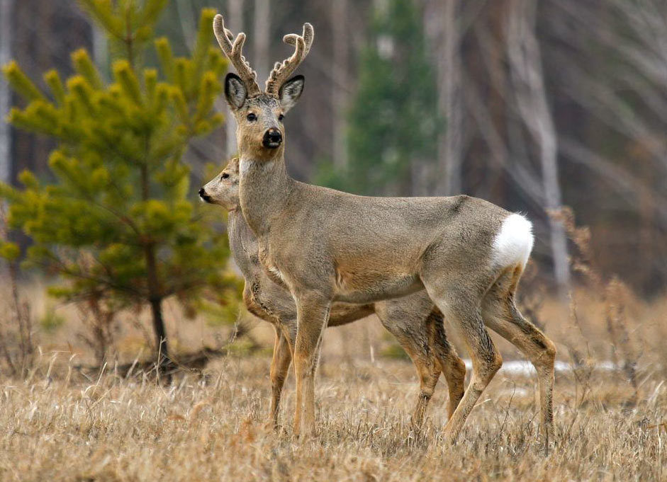 Косуля сибирская