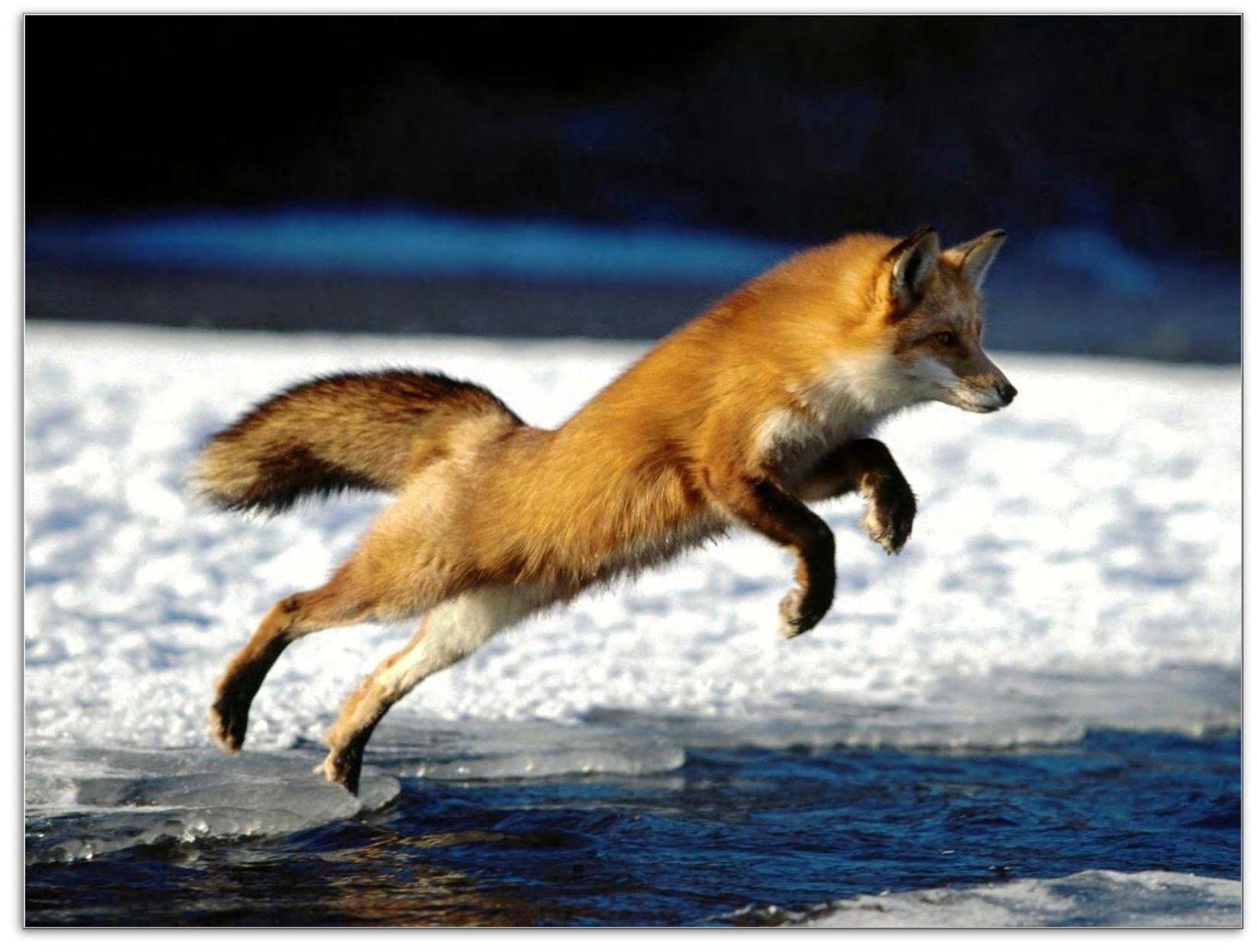 Tpof fox. Обыкновенная лисица (рыжая лисица). Лиса в прыжке. Лиса бежит. Животные в движении.