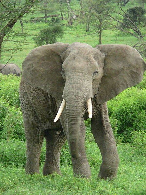  Африканский слон