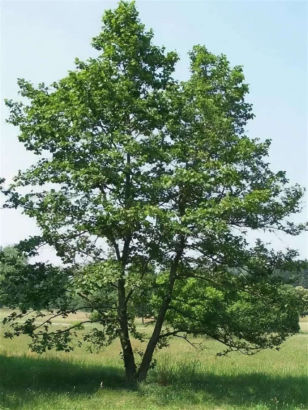 Ветлая. Ольха Alnus glutinosa. Ольха черная Империалис. Ольха черная (Alnus glutinosa). Ольха Сибирская.